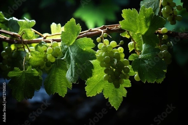 Fototapeta Collection of different types of grapes.