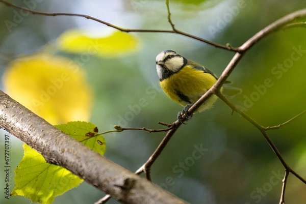 Fototapeta Blue Tit (Parus caeruleus) close up, tiny bird.