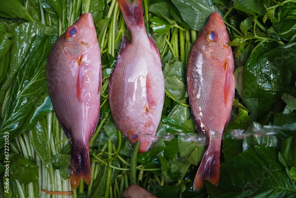 Fototapeta Three fresh raw red fish on green natural groceries are prepared before processed to sashimi
