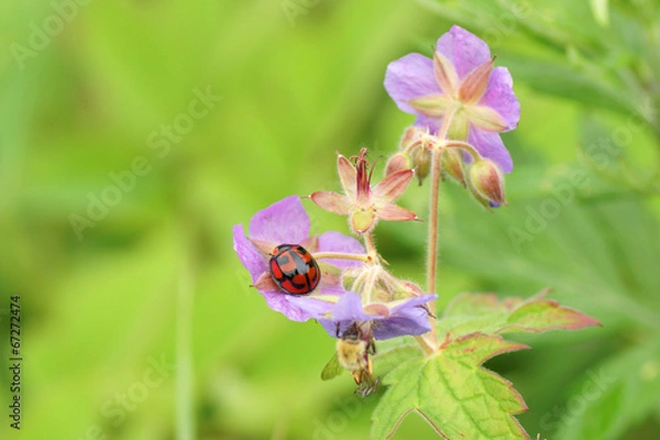 Obraz カメノコテントウ