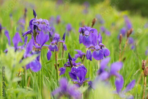 Obraz アヤメの群生