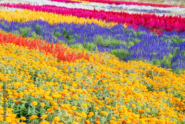 Fototapeta 広島県世羅郡世羅町「花の駅せら」の風景