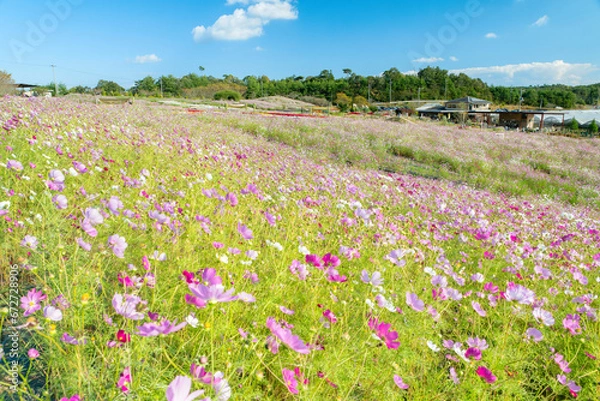 Fototapeta 広島県世羅郡世羅町「花の駅せら」の風景