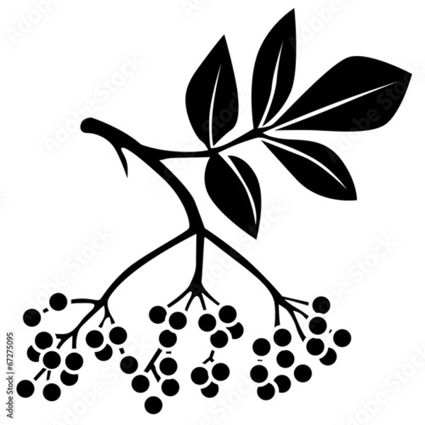 Obraz Black elderberry