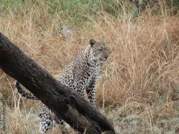 Fototapeta Leopard Mom