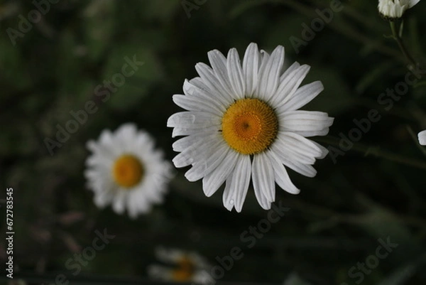 Fototapeta Florece en colores