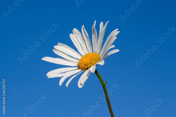 Fototapeta Ромашка на фоне неба
