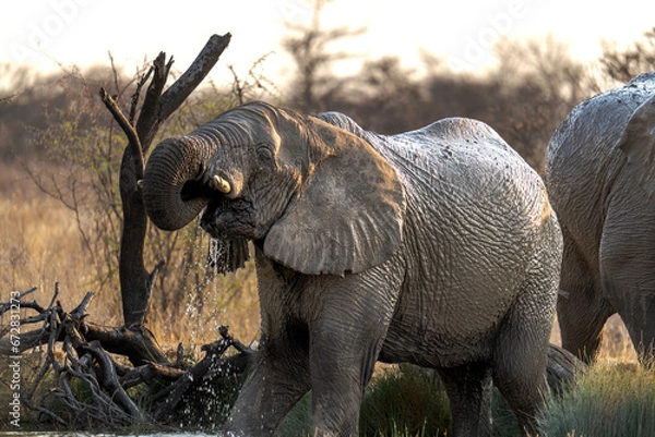 Fototapeta Trinkender Elefant