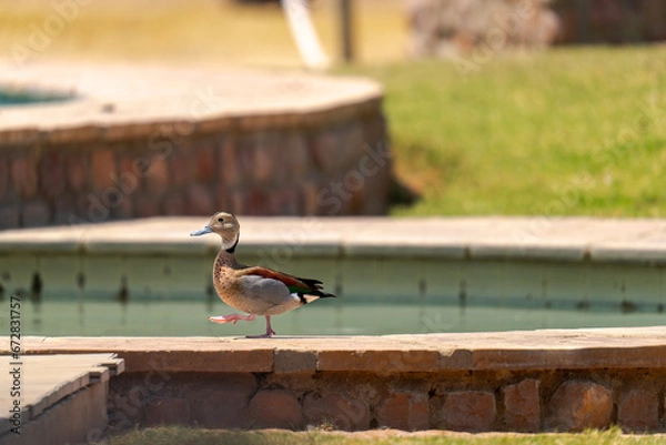 Fototapeta Ente am Pool