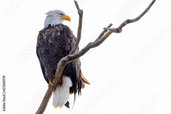 Obraz american bald eagle