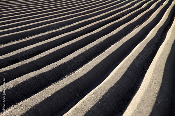 Fototapeta Ackerfurchen für Karottenanbau