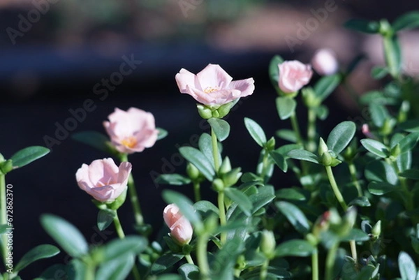 Fototapeta pink flowers
