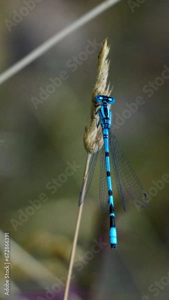 Fototapeta dragonfly on a branch