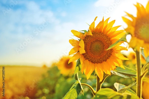Obraz Słoneczniki w polu