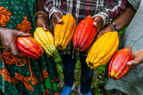 Obraz Closeup of harvesters hands showing yellow and red cocoa pods just picked