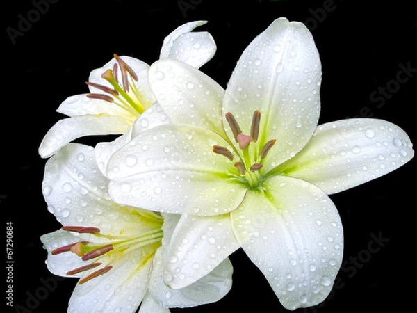 Fototapeta Белые лилии на черном фоне