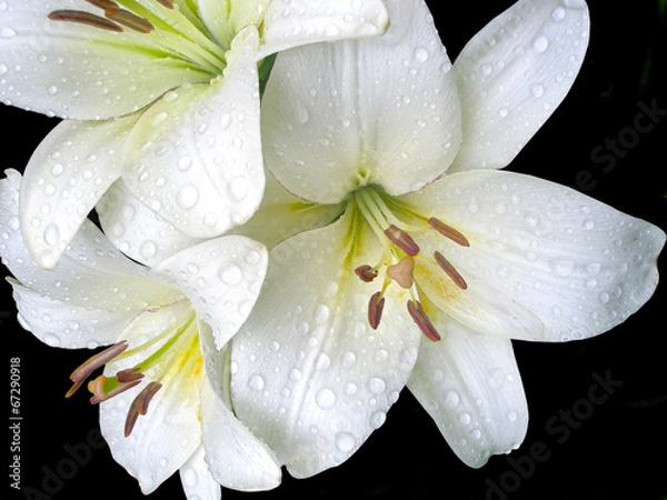 Obraz Белые лилии на черном фоне