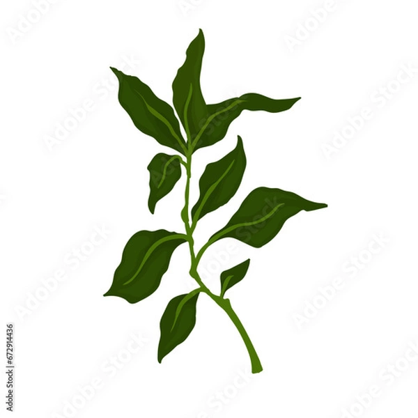 Obraz Green branch with foliage. Vector graphics.