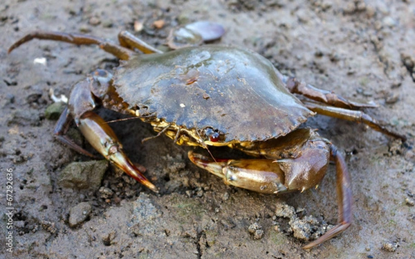 Obraz Zbliżenie kraba błotnego