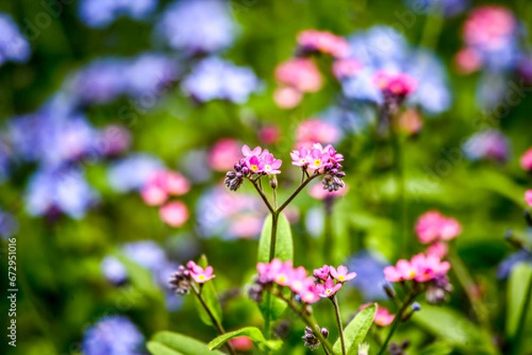 Fototapeta Spring floral background. Flowers in spring. HDR Image (High Dynamic Range).