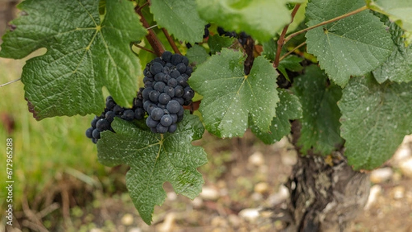 Obraz Pinot Noir black grapes in the vineyards of Sancerre a town in the Loire Valley