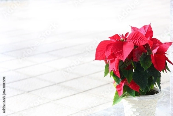 Obraz ポインセチア