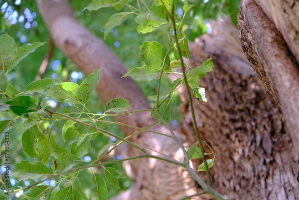 Fototapeta 木と葉