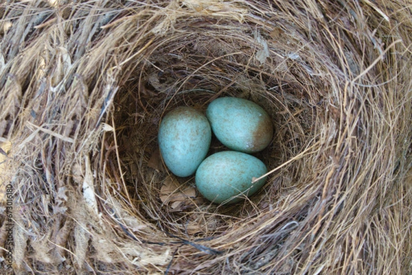 Obraz Three birds eggs in nest