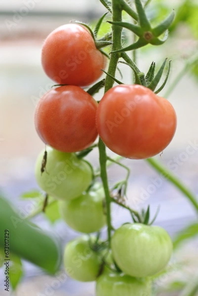 Obraz 畑で実った中玉トマト赤い実と緑の実。