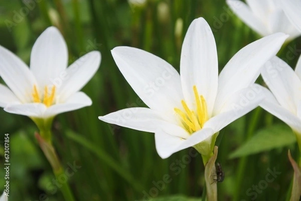 Obraz ゼフィランサスの白い花のアップ。。