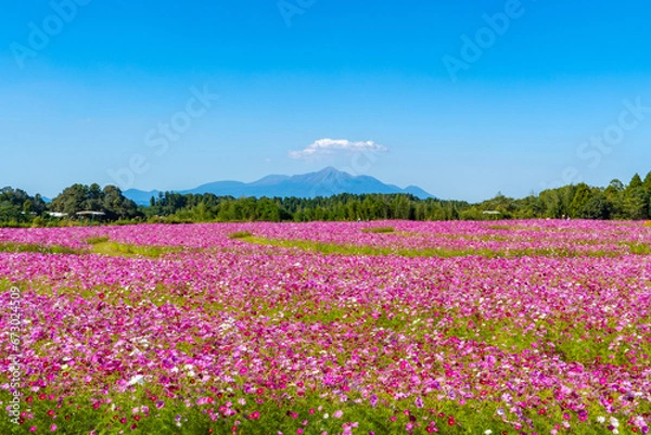 Obraz 南部ふれあい広場のコスモス畑と霧島連山（都城市）