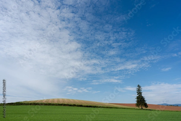 Obraz 北海道の風景