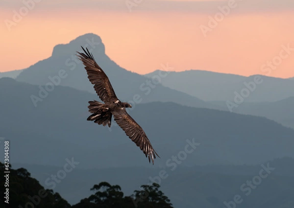 Obraz Wedge-tailed Eagle
