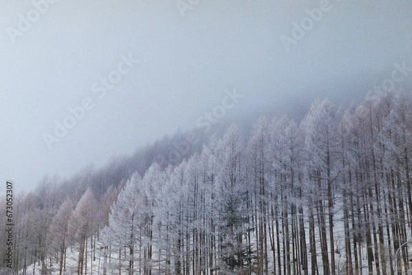 Obraz 幻想的な森＿fantastic snow