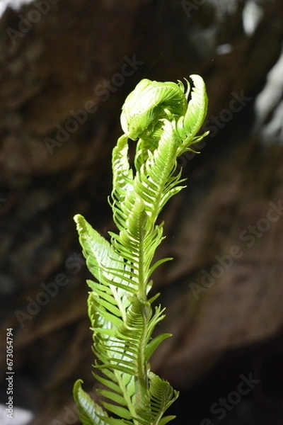 Obraz fern leaf 