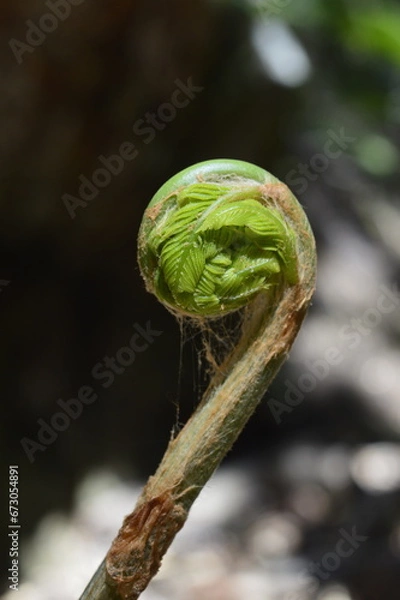 Fototapeta fern leaves in spring