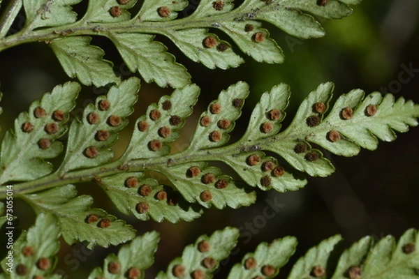 Fototapeta close up of a fern
