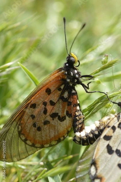 Fototapeta butterfly mating