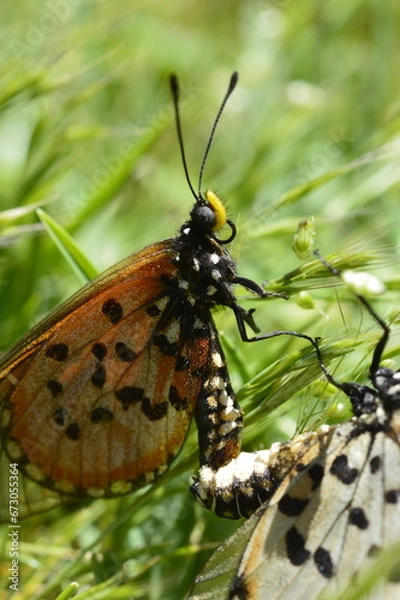 Fototapeta butterfly mating