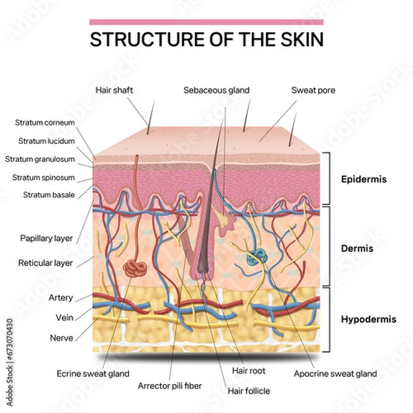 Obraz 피부의 구조를 설명하는 메디컬일러스트