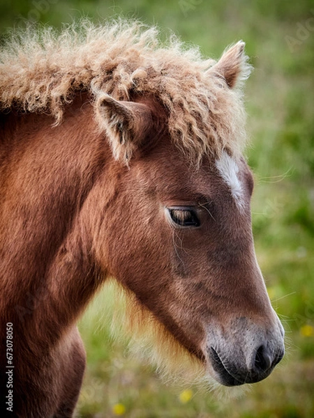 Obraz Icelandic horse, colt