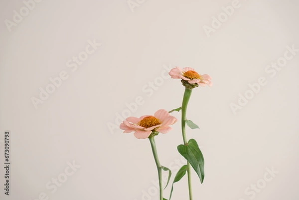 Fototapeta 寄り添う二つのピンク色のジニア、横から撮影