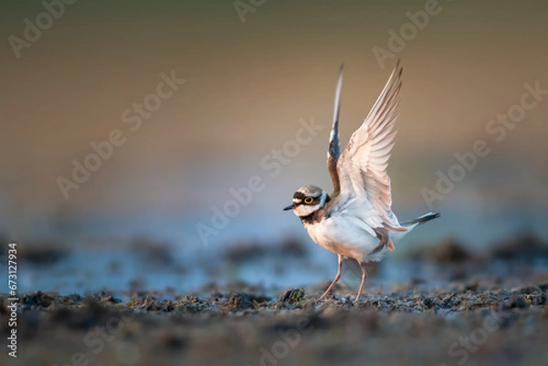 Obraz Wings on top, Little Ringed Plover