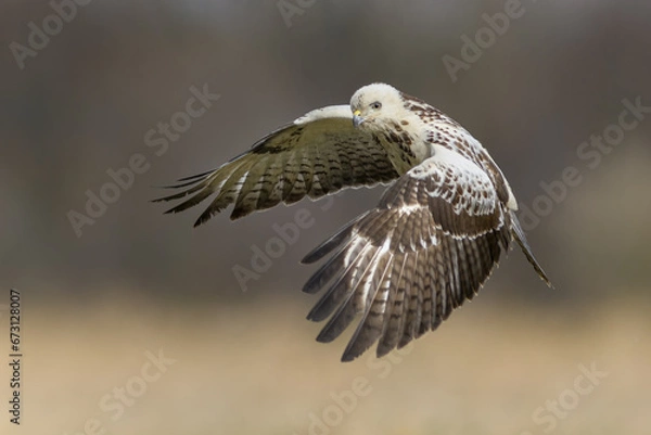 Obraz Flying raptor over the meadow, Common Buzzard