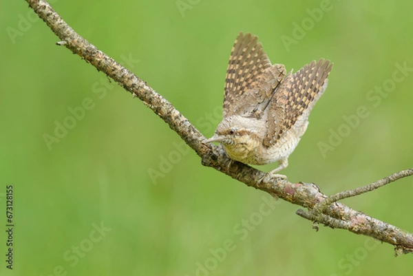Fototapeta A waiting buck on a branch in the forest, Eurasian Wryneck