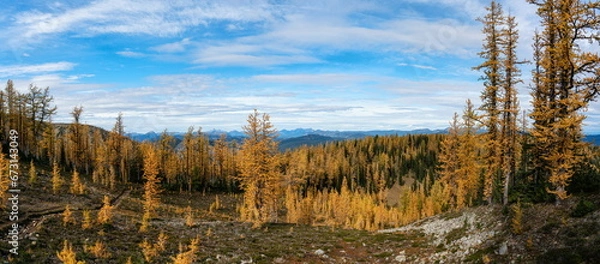 Fototapeta Trail of Gold: Walking Among the Golden Larches on Manning Park's Frosty Trail
