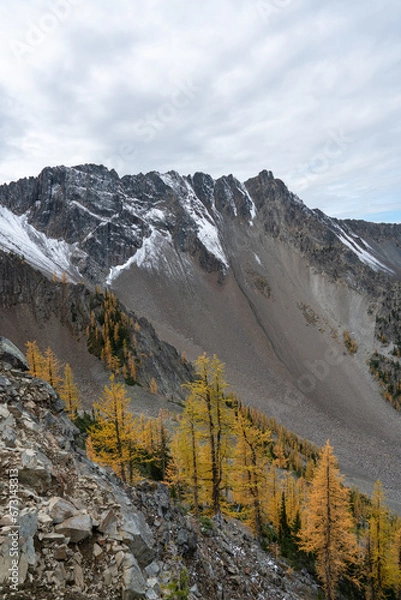 Fototapeta Golden Larches' Autumn Radiance: Manning Park's Frosty Trail Through a Photographer's Lens