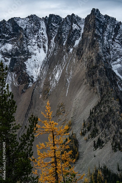 Obraz Trail of Gold: Walking Among the Golden Larches on Manning Park's Frosty Trail
