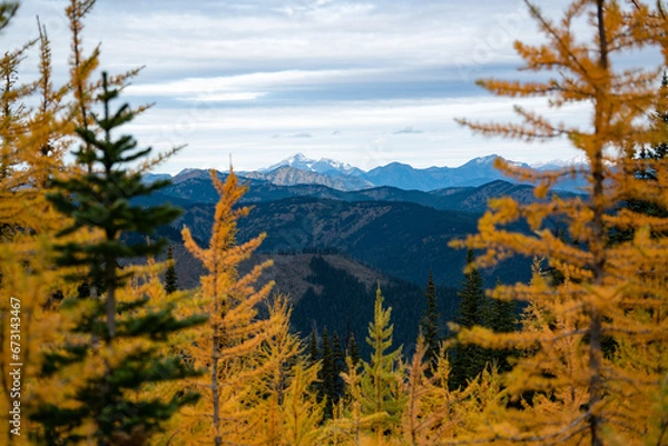 Fototapeta Trail of Gold: Walking Among the Golden Larches on Manning Park's Frosty Trail