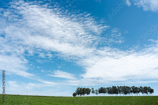 Obraz 北海道の風景